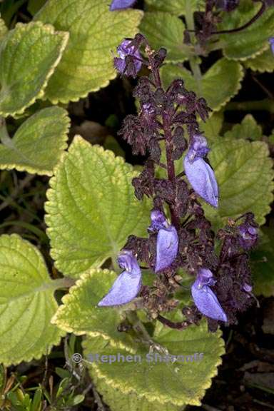 coleus lanuginosis 2 graphic